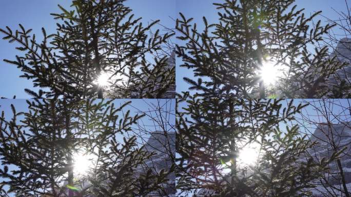 阳光透过雪山上的树