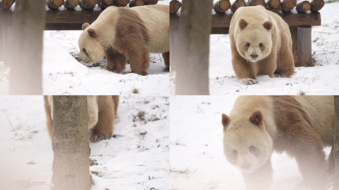 雪中的大熊猫七仔