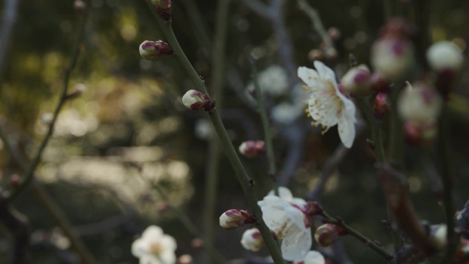 高清实拍腊梅花开