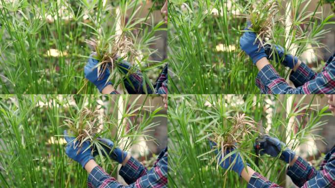 一位亚洲妇女轻轻地修剪她花园里杂草丛生的草，以确保她的绿色庇护所的健康。年轻的女园丁精确地修剪潘帕斯