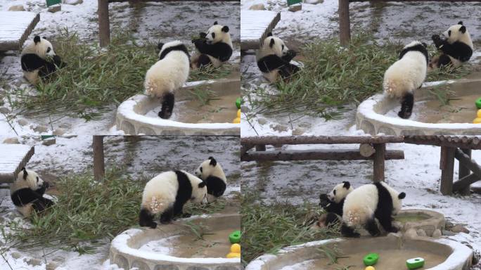 雪中的幼年大熊猫