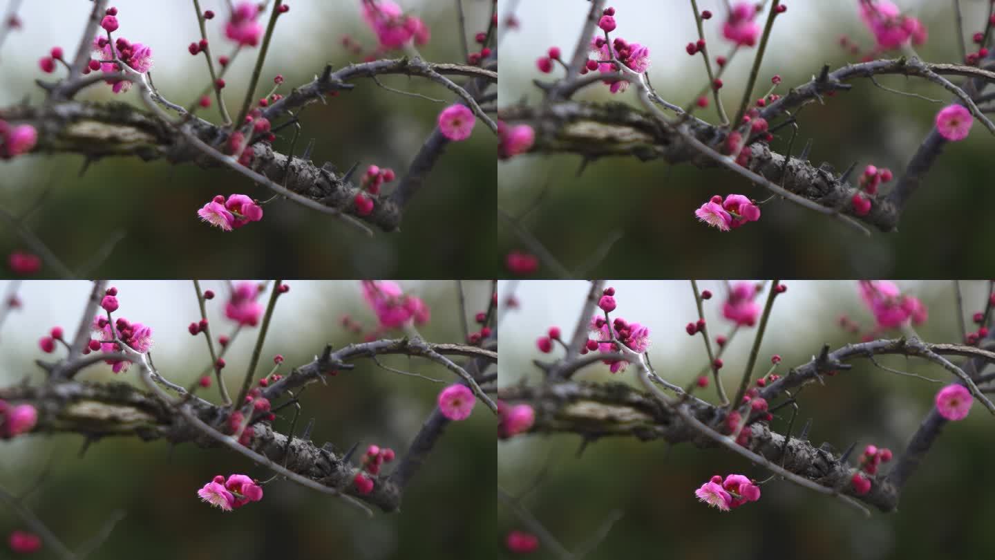 梅花高清视频