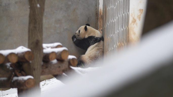 雪中的秦岭大熊猫