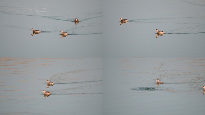 小鸊鷉水鸟鸊鷉在水中游
