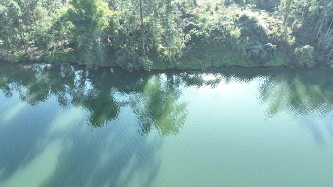 俯拍河面飞鸟河流绿色河水自然生态环境风景