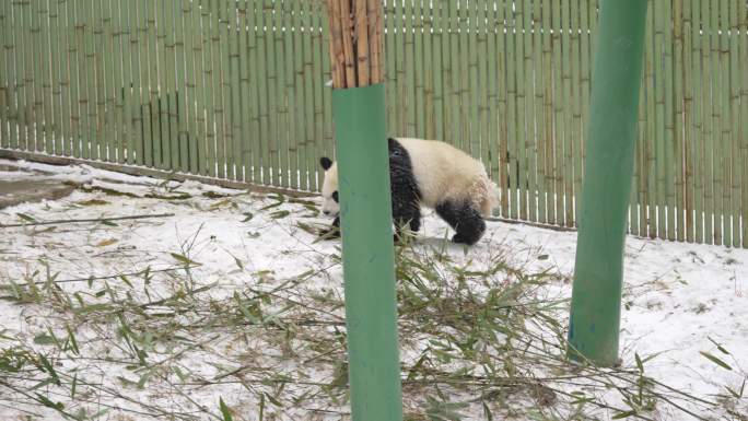 雪中的幼年大熊猫