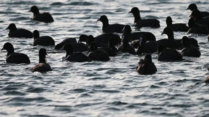 白骨顶鸡水鸟白骨顶鸡在湖中游水