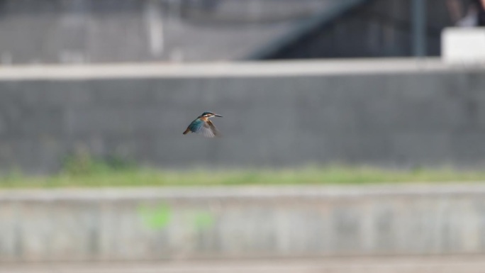 翠鸟(Alcedo atthis)悬在空中俯冲捕食