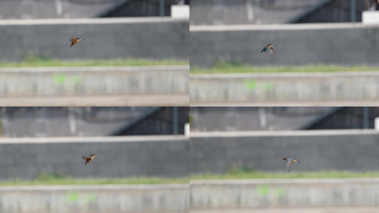 翠鸟(Alcedo atthis)悬在空中俯冲捕食