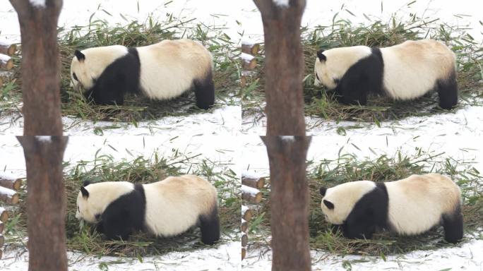 雪中的秦岭大熊猫