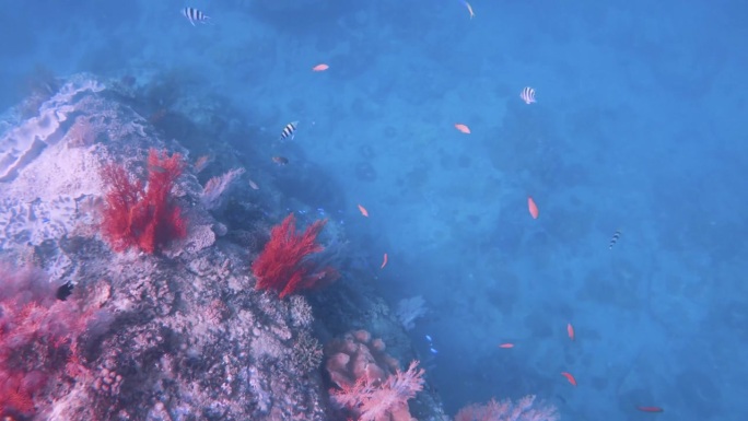 从上到下，岩石巨石上生长着粉红色的红色柳珊瑚和指革珊瑚，三条斑点橙蓝色白尾少女鱼在海洋阳光下游泳