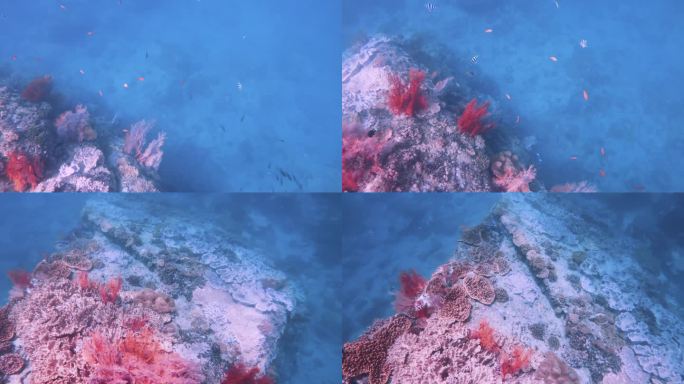从上到下，岩石巨石上生长着粉红色的红色柳珊瑚和指革珊瑚，三条斑点橙蓝色白尾少女鱼在海洋阳光下游泳