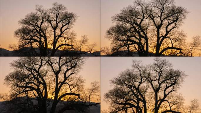 日落黄昏冬季大树