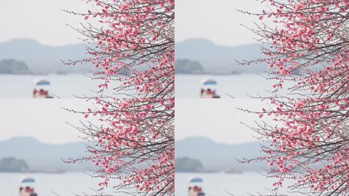 冬日西湖长桥边的梅花