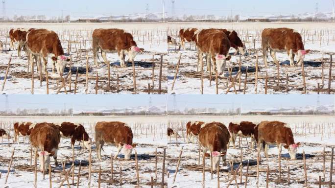冬天雪地里的吃草的牛群