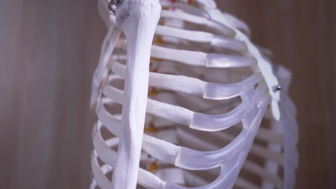 中医院中的人体骨骼模型人体肌肉经络模型