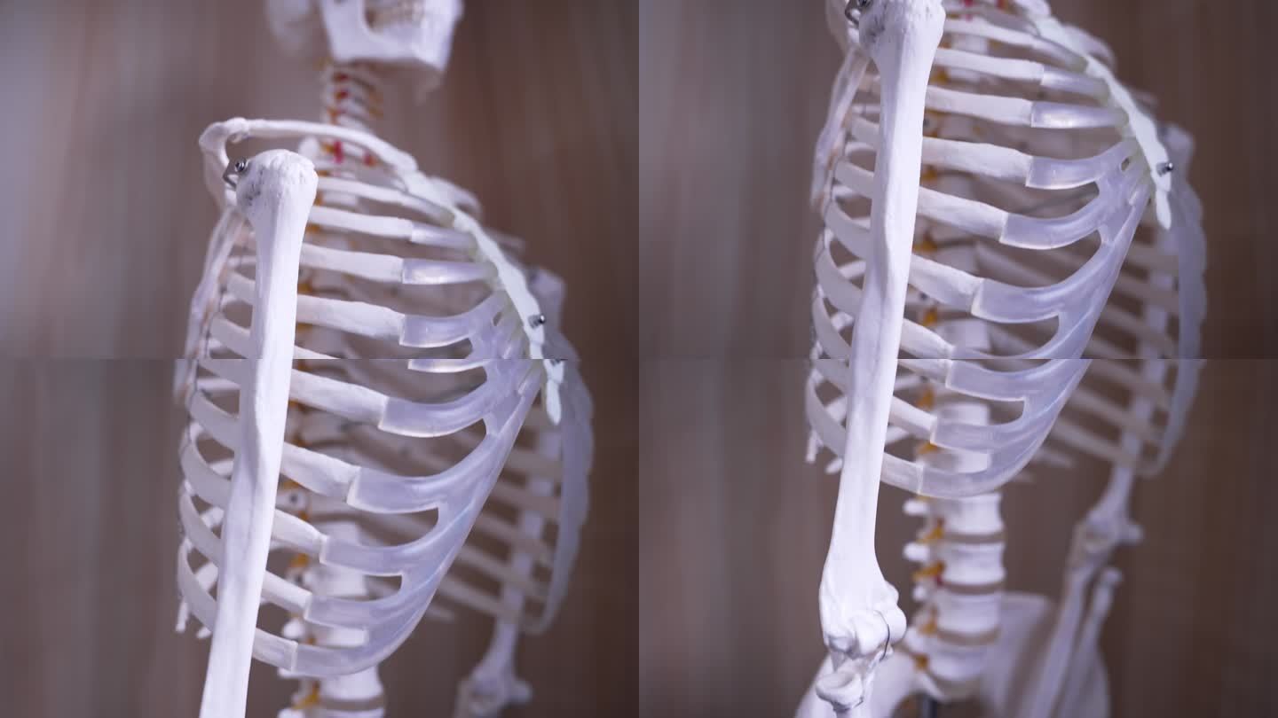 中医院中的人体骨骼模型人体肌肉经络模型