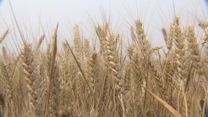 小麦成熟了 喜获丰收 麦穗  麦田