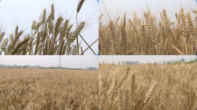 小麦成熟了 喜获丰收 麦穗  麦田