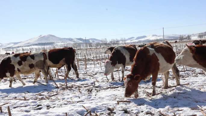 【合集】冬天雪地里的牛群  吃草的牛