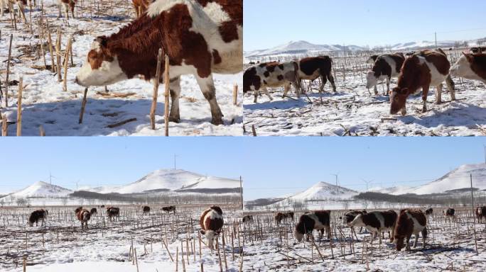 【合集】冬天雪地里的牛群  吃草的牛