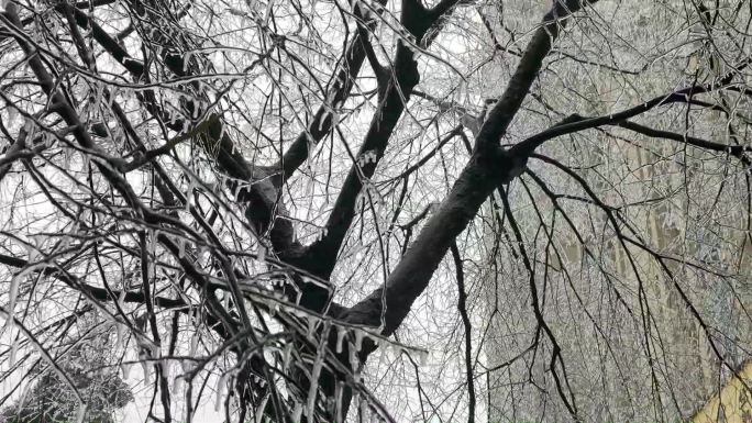 冰雨，雪粒子冰粒子，暴风雪压断树枝