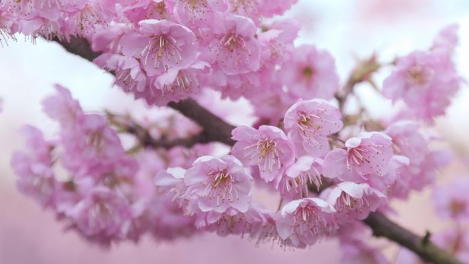 樱花花开樱花特写蜜蜂采樱花春天的樱花地