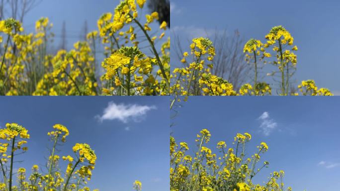 油菜花 春天 蜜蜂 春暖花开蓝天白云春光