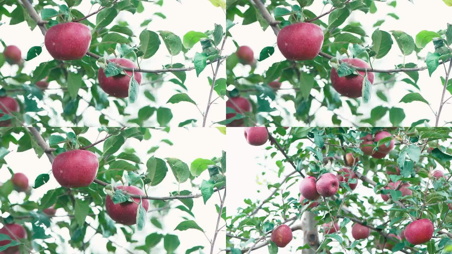 树上苹果特写
