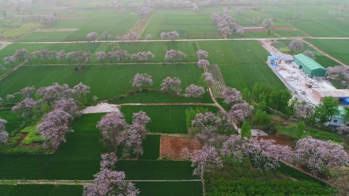 桃花林  桃花  桃花源 桃花 桃花瓣