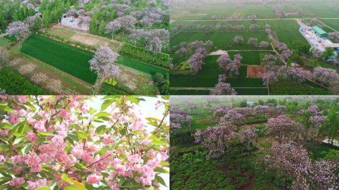 桃花林  桃花  桃花源 桃花 桃花瓣