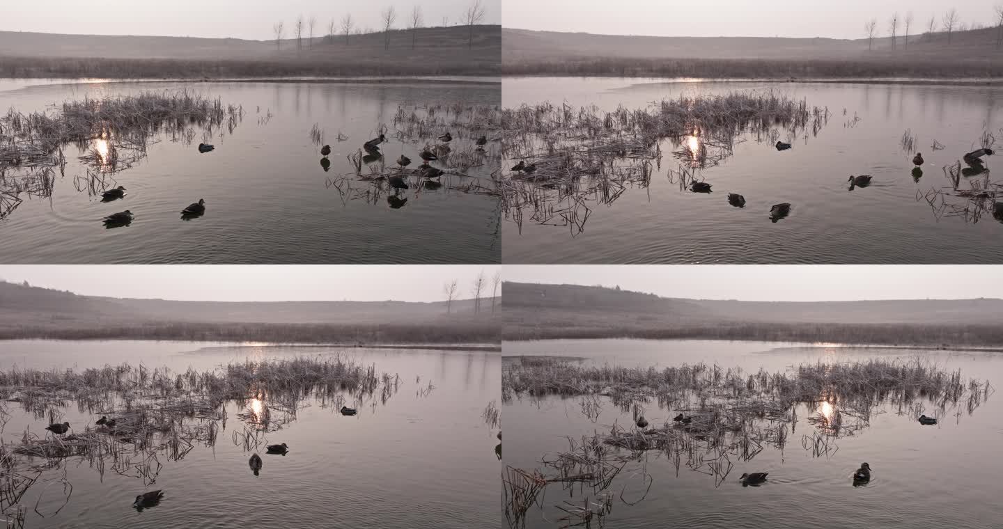 冬天野外夕阳下湖水中的野鸭