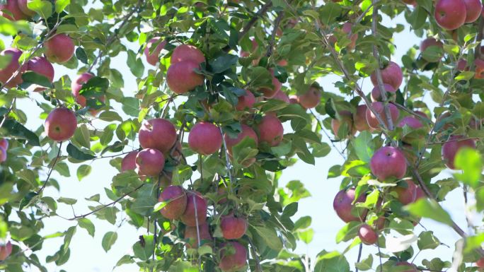 凉山苹果种植基地