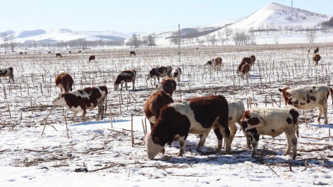 【合集】冬天雪地里的牛群  吃草的牛