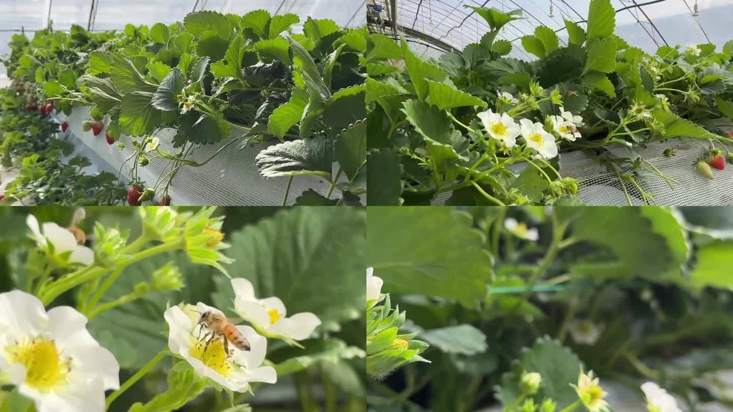 草莓花与小蜜蜂