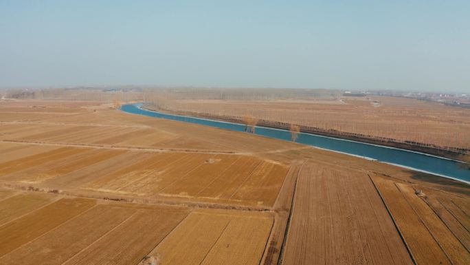 初春-蓟运河两岸金黄的冬小麦地