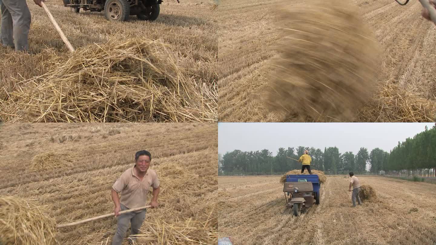 农民捡拾小麦秸秆  辛苦劳作