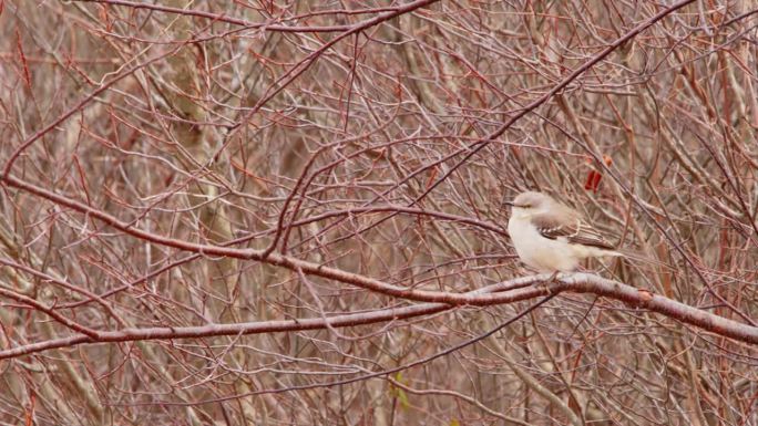 一只北方反舌鸟(Mimus polyglottos)在森林里的冬天栖息在树上