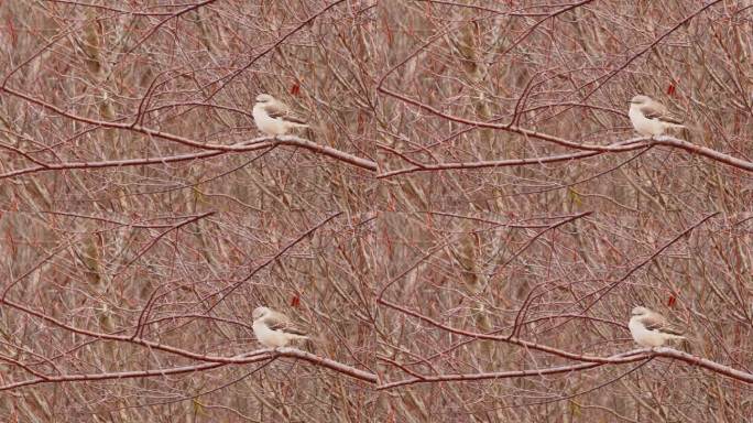 一只北方反舌鸟(Mimus polyglottos)在森林里的冬天栖息在树上