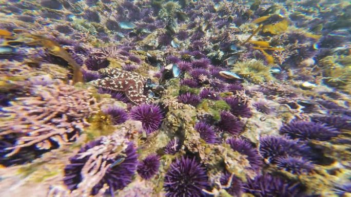 加州海岸水下的紫色海胆
