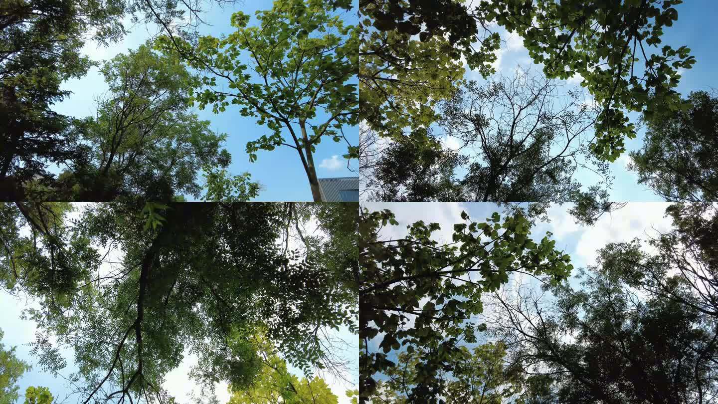蓝天阳光风吹树叶实拍