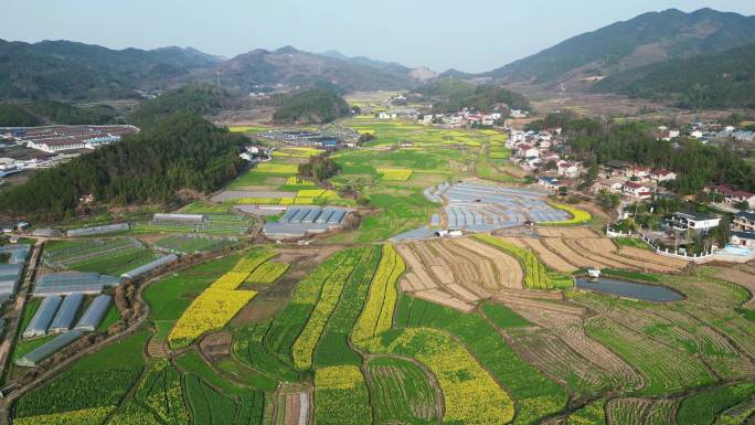 美丽乡村农业种植航拍