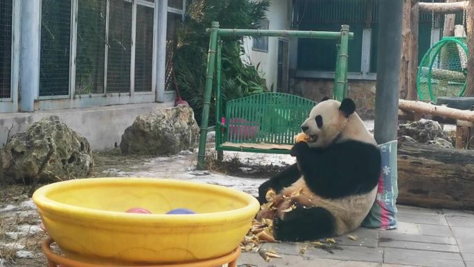 萌兰太子吃笋