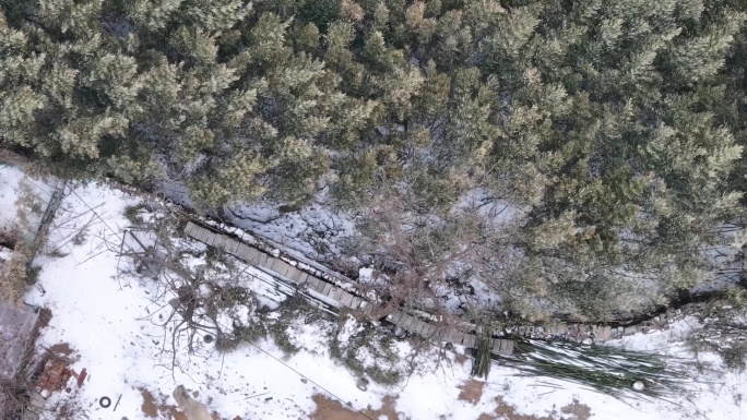 雪松下雪松树飞鸟灰喜鹊