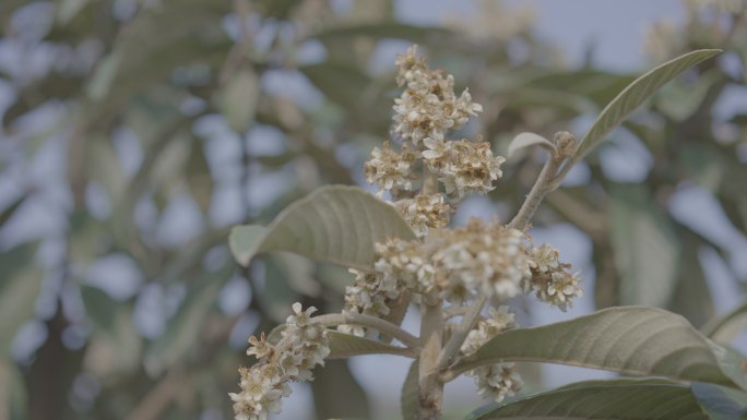 山坡上的枇杷花灰片