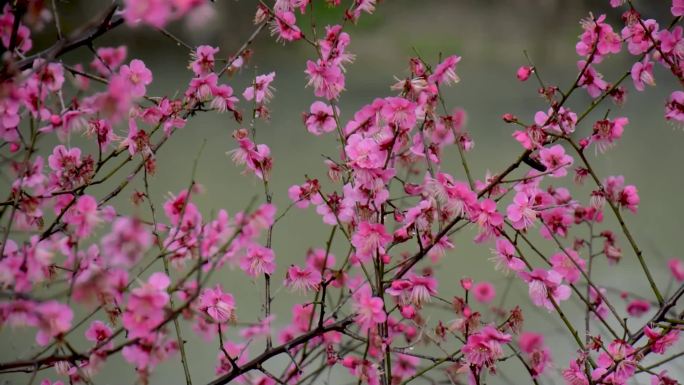 雨中的红梅花