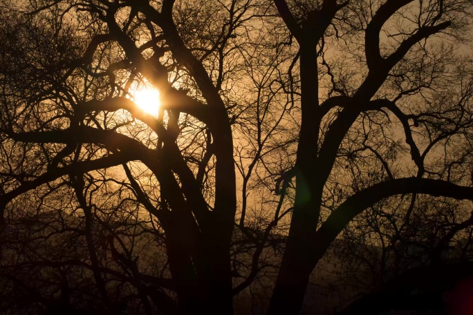 日落冬季大树枯枝