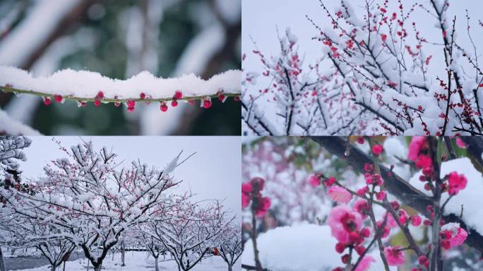 4K雪中的唯美梅花01