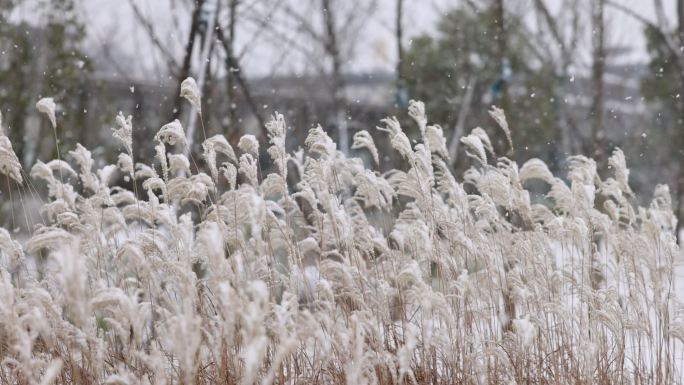 雪花飘落在芦苇上