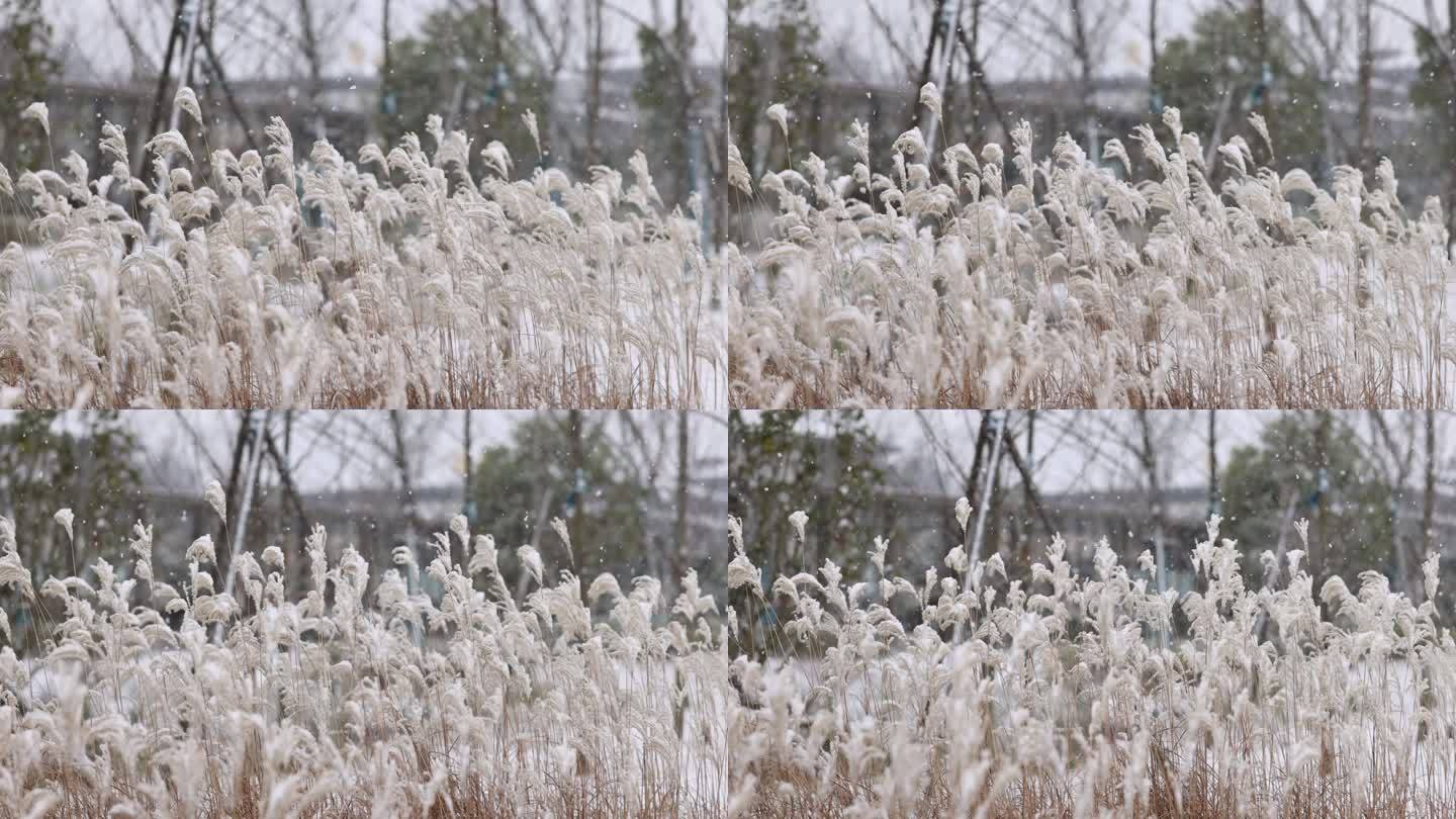 雪花飘落在芦苇上